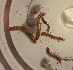 Tenebrionidae larvae of a beetle