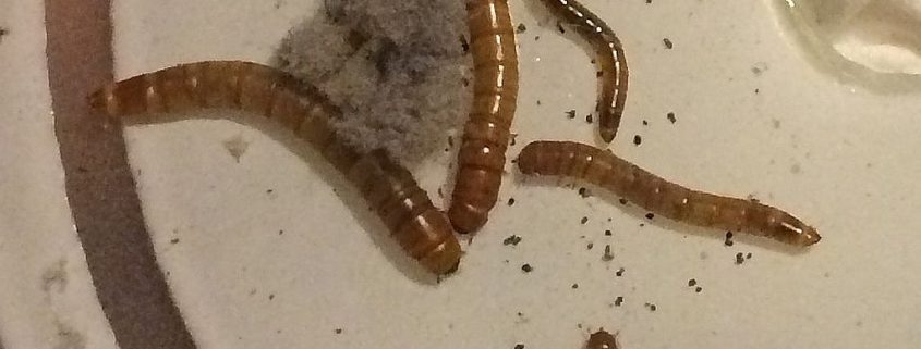 Tenebrionidae larvae of a beetle