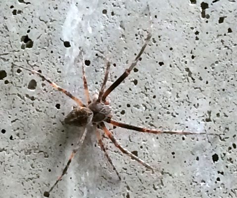 male orb weaving spider