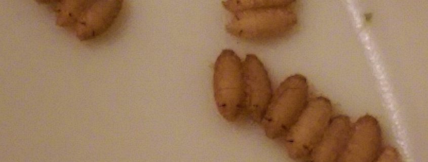Phorid flies pupae