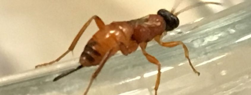 wingless parasitic wasp