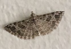 moth in the family Alucitidae