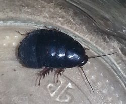 Cockroach nymph