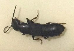 Rove beetle