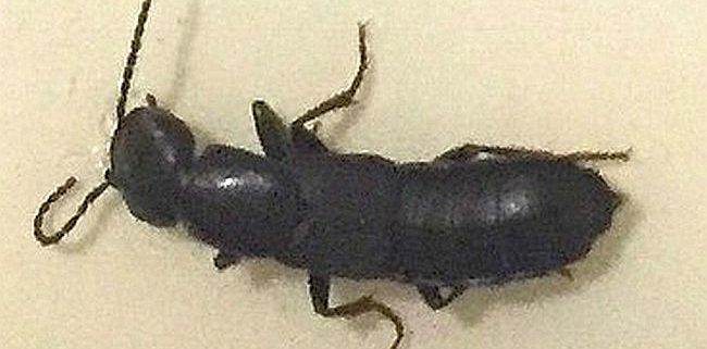 Rove beetle
