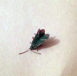 harmless boxelder bug