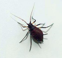 Aphid