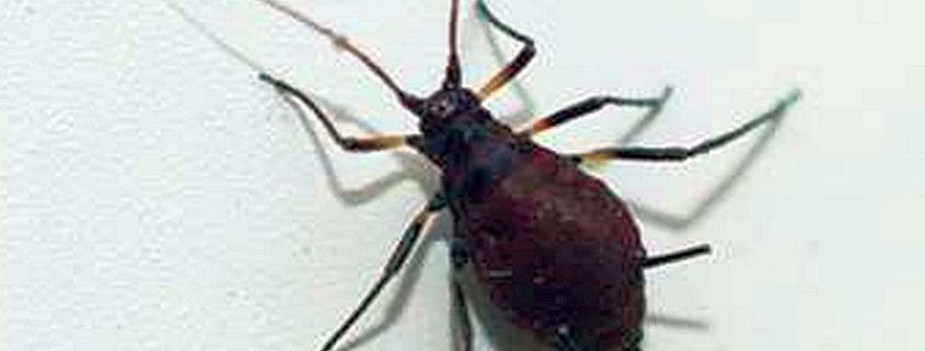 Aphid