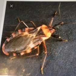 Assassin (Kissing) Bug