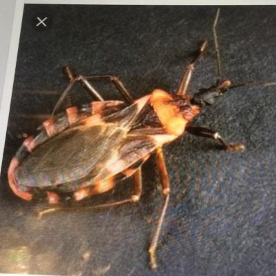Assassin (Kissing) Bug
