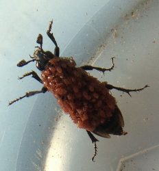 carrion/sexton/burying beetle