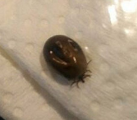 female hard tick