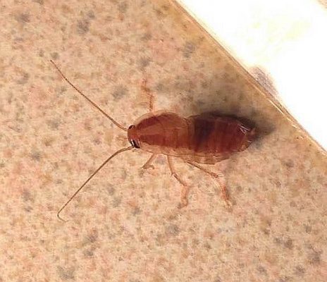 cockroach nymph