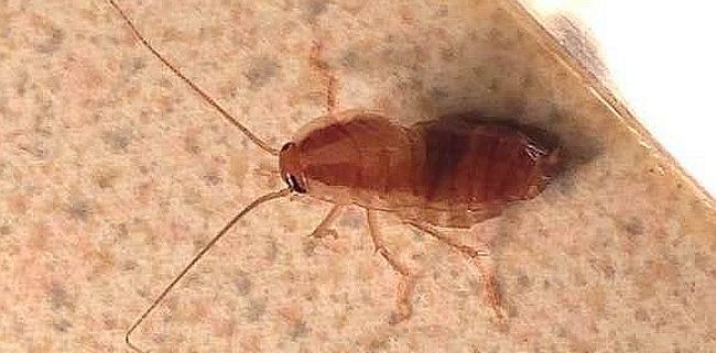 cockroach nymph