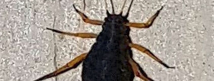 Aphid