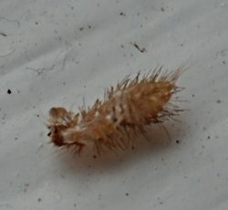 Dermestidae beetle shed skin.