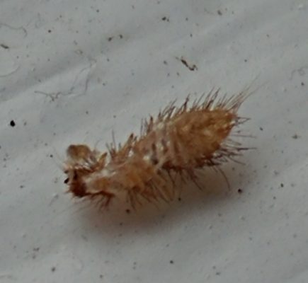 Dermestidae beetle shed skin.