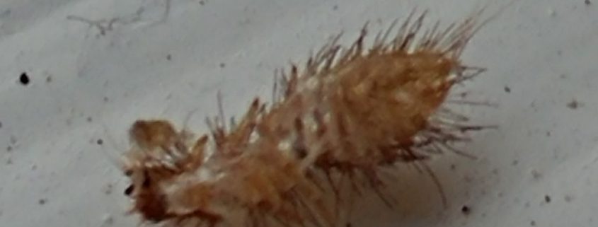 Dermestidae beetle shed skin.