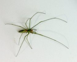 long-jawed orb weaver spider