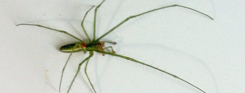 long-jawed orb weaver spider