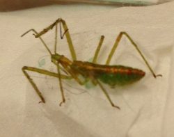 Assassin bug nymph