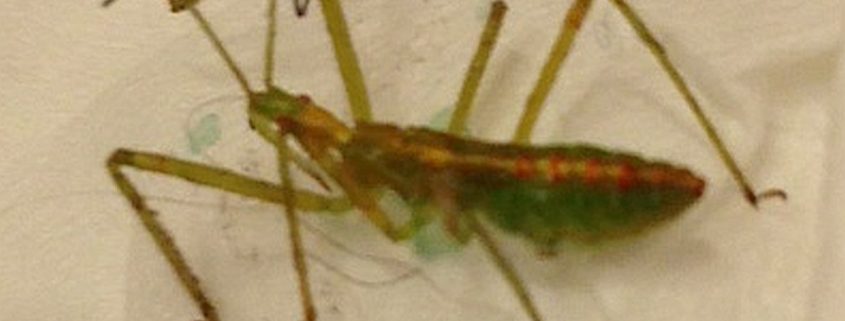 Assassin bug nymph
