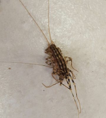 house centipede