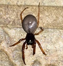 broadfaced sac spider