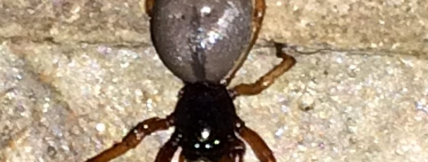 broadfaced sac spider