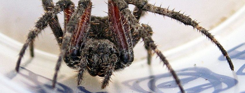 female orb-weaving spider