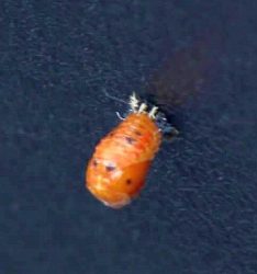Lady beetle pupa