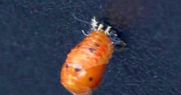 Lady beetle pupa
