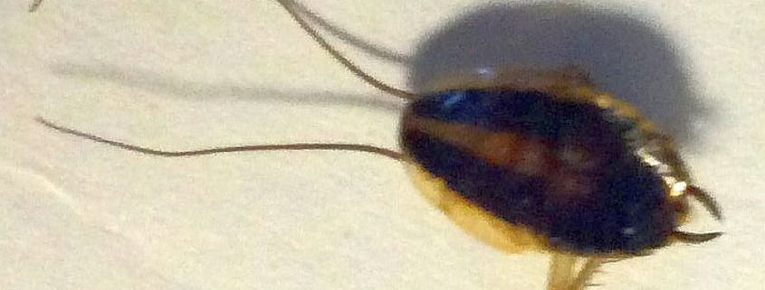 nymph of a cockroach