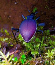 Snail eating ground beetle