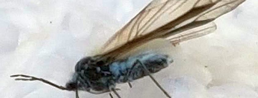 woolly aphid