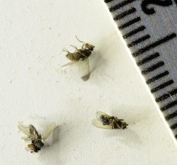 Phorid flies