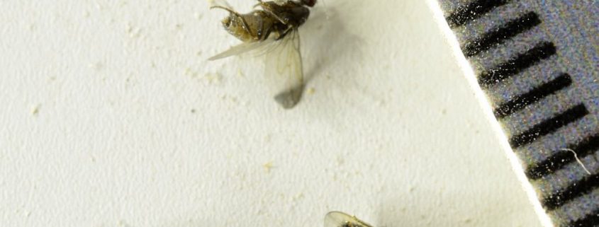Phorid flies