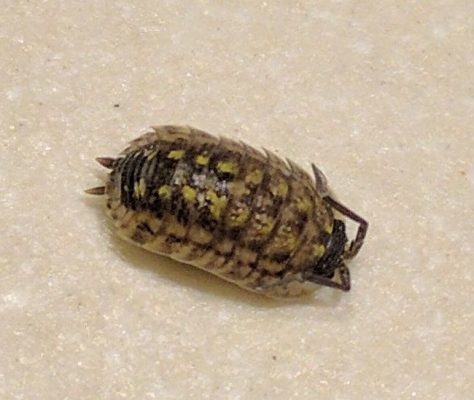 Sow bug