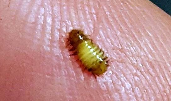 Dermestidae Beetle Larva