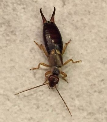 Earwig
