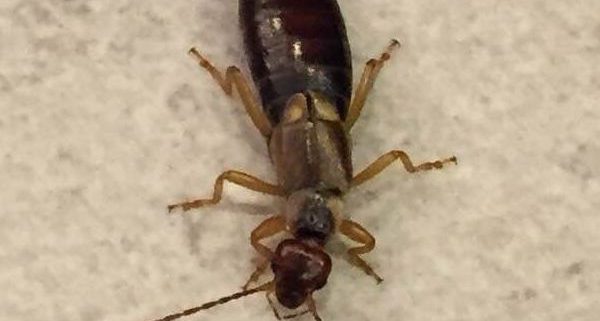 Earwig