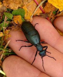 female blister beetle