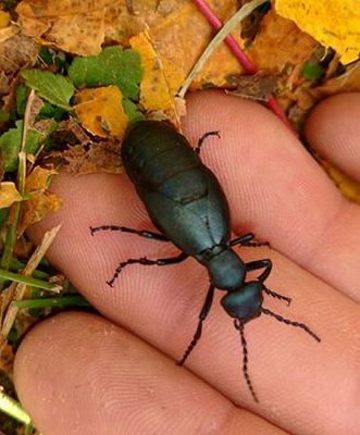 female blister beetle