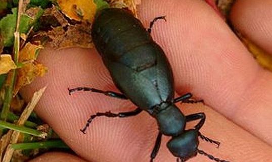 female blister beetle