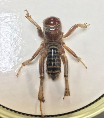 Jerusalem cricket