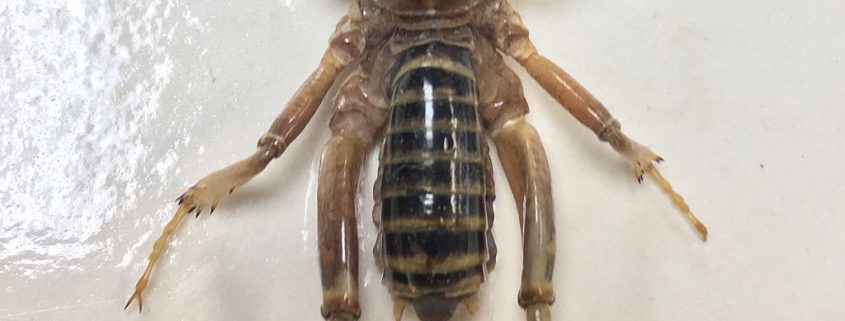 Jerusalem cricket