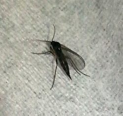 dark-winged fungus gnat