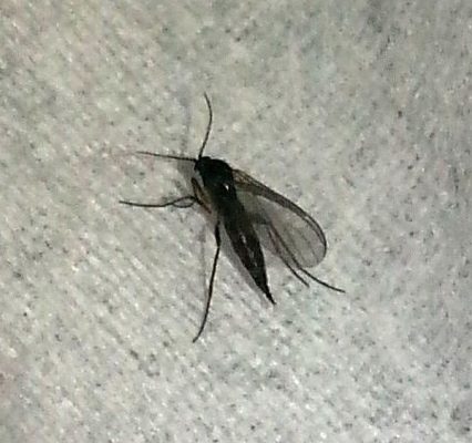 dark-winged fungus gnat