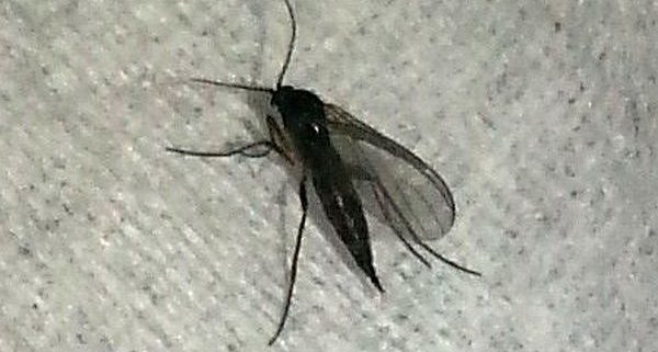 dark-winged fungus gnat