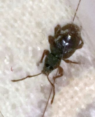 broad-nose/short-snouted weevil